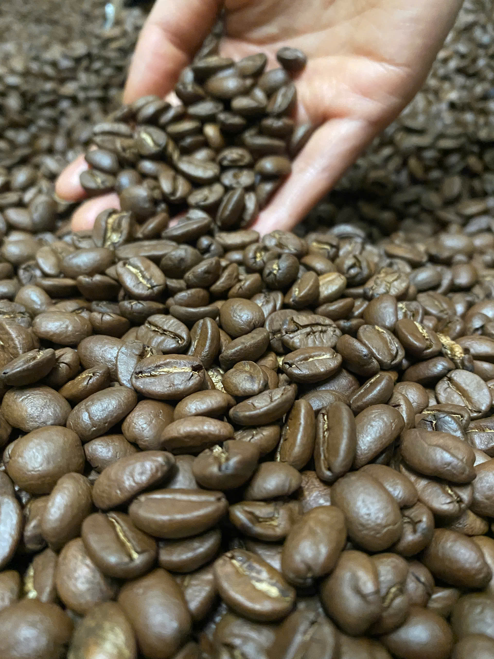 Roasted coffee beans cooling